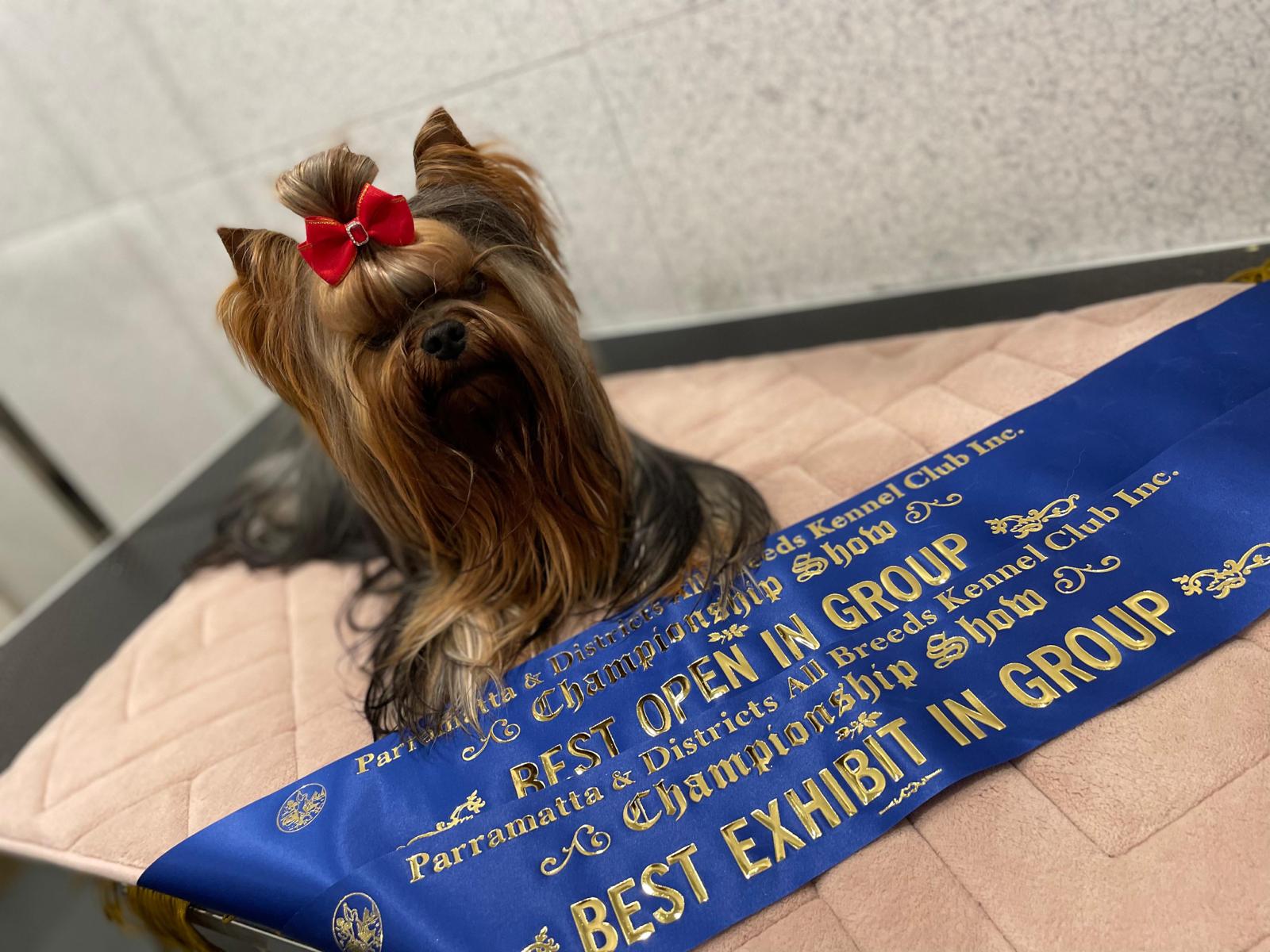  LARANTA TERIYAKI &mdash; Labaza DogPedigree YorkshireTerrier